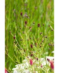 Родовик лікарський `Танна`|Sanguisorba officinalis `Tanna`|Родовик лекарственный `Танна`